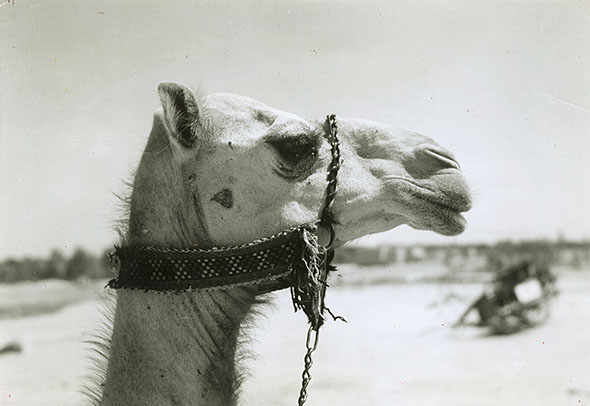 Harold Corsini - A Camel, Nedj, Saudi Arabia Harold Corsini - A Camel, Nedj, Saudi Arabia