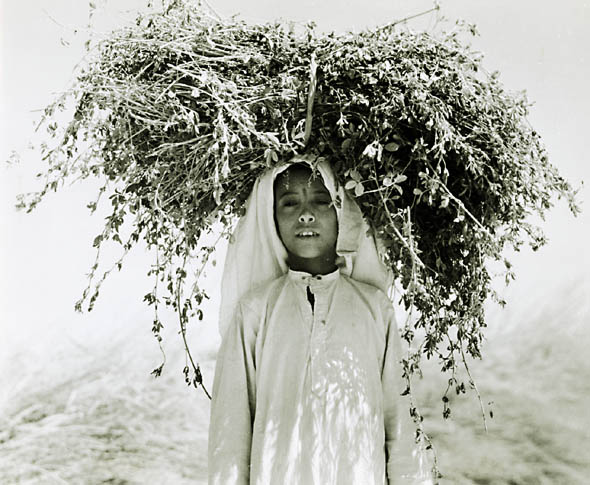 Harold Corsini - Young Arab Carrying Alfalfa on His Head, Nedj, Saudi Arabia Harold Corsini - Young Arab Carrying Alfalfa on His Head, Nedj, Saudi Arabia