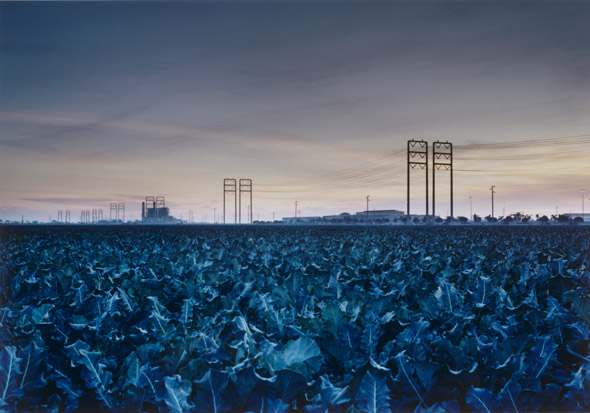 Marcus Doyle - Ventura, CA, Christmas Eve (Broccoli Field) Marcus Doyle - Ventura, CA, Christmas Eve (Broccoli Field)