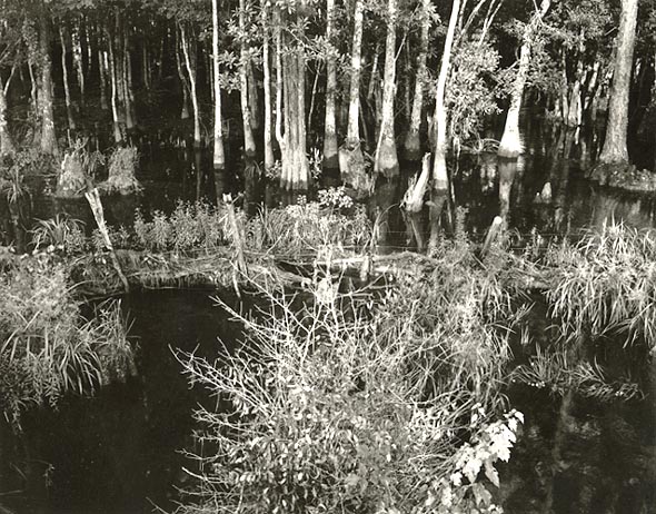 Paula Chamlee - Swamp (Bayou Le Batre), Alabama #3