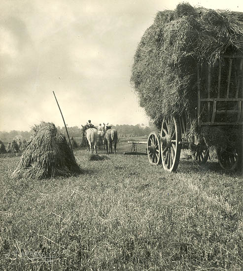 Jean-Marie Auradon - Harvest