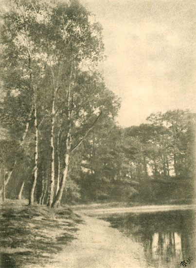 A. P. - Birch Trees by Lake A. P. - Birch Trees by Lake