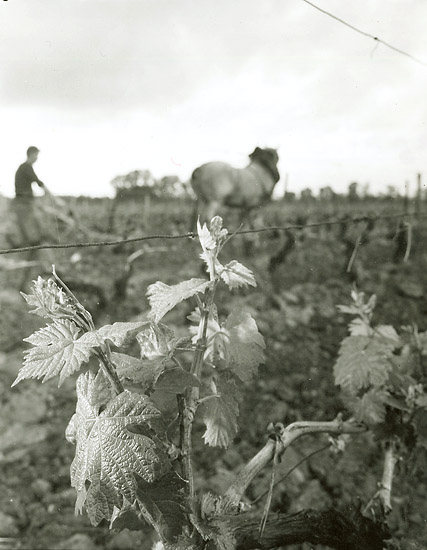 Robert Doisneau - Tilling Grape Vines in the Wine District Robert Doisneau - Tilling Grape Vines in the Wine District