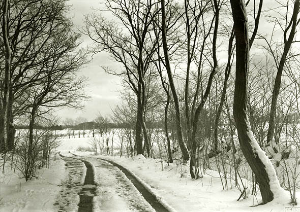 Petr Helbich - Trees and Road in Snow Petr Helbich - Trees and Road in Snow