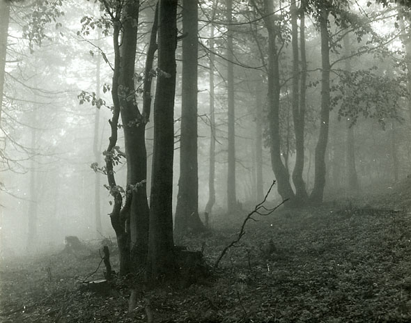 Jan Lauschmann - Mionsi Forest in Fog (Mlha v Lese) Jan Lauschmann - Mionsi Forest in Fog (Mlha v Lese)