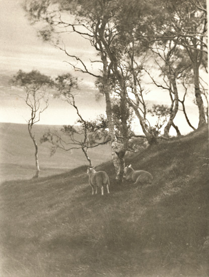 Francis Alfred Bolton - Sheep on Hillside Francis Alfred Bolton - Sheep on Hillside