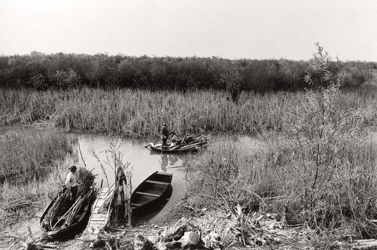 Photo Detail - Gianni Berengo Gardin - Reed Cutters in an Italian Landscape