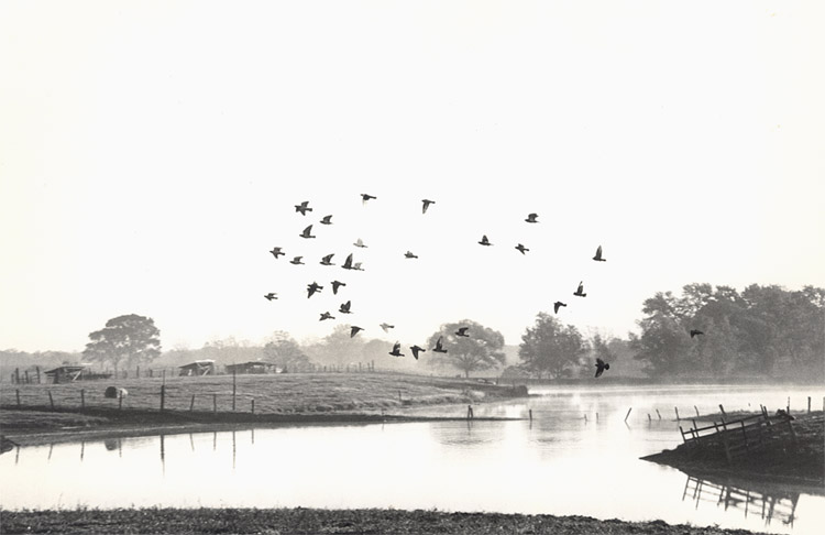 William Carter - Birds in Flight Farm, Illinois William Carter - Birds in Flight Farm, Illinois