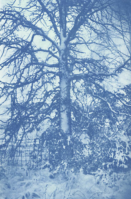 Ted Jones - Virginia Landscape #5 (Tree in Snow) Ted Jones - Virginia Landscape #5 (Tree in Snow)