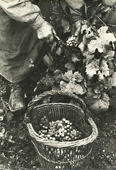 Ilse Bing - Harvesting Champagne Grapes by Hand Ilse Bing - Harvesting Champagne Grapes by Hand