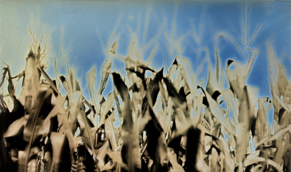 Photo Detail - Charlie Schreiner - Corn