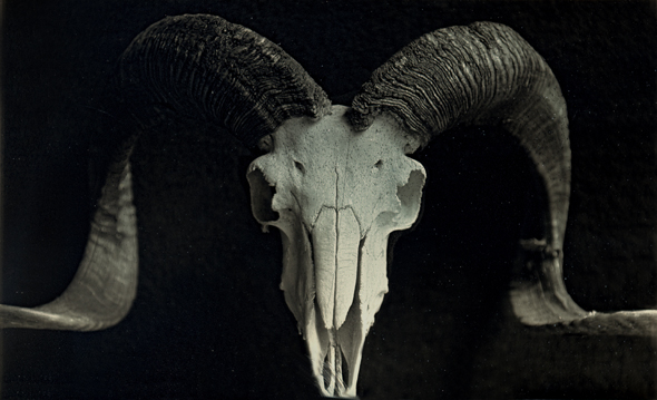 Charlie Schreiner - Ram with Horns