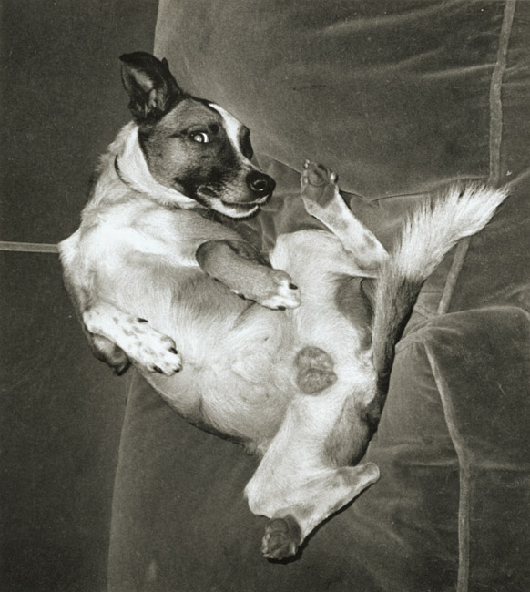 Marcel Marien - Chien cynique Marcel Marien - Chien cynique